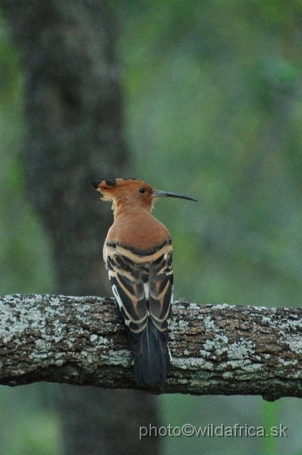 puku rsa 150.jpg - African Hoopoe (Upupa africana)